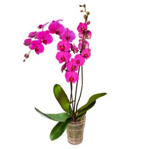 Różowy phalaenopsis w szklanej donicy