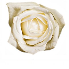 Białe Róże - Średnia 60-70cm