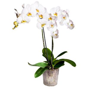 Biały phalaenopsis w szklanej donicy