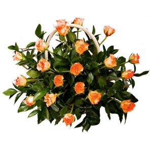 Kosz z 20 kremowo-łososiowych róż