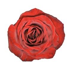 Czerwone Róże - Średnie 60-70cm