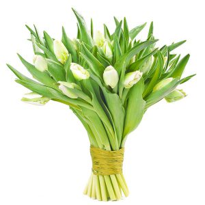 20białychtulipanów