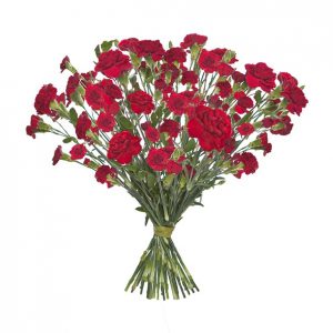 Goździki w kolorze wina