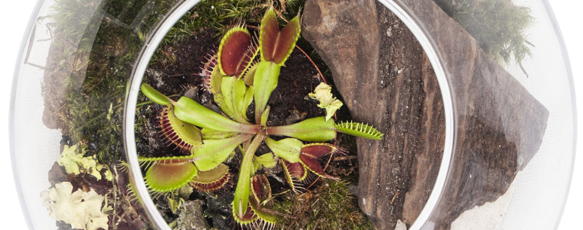 Las zamknięty w szkle