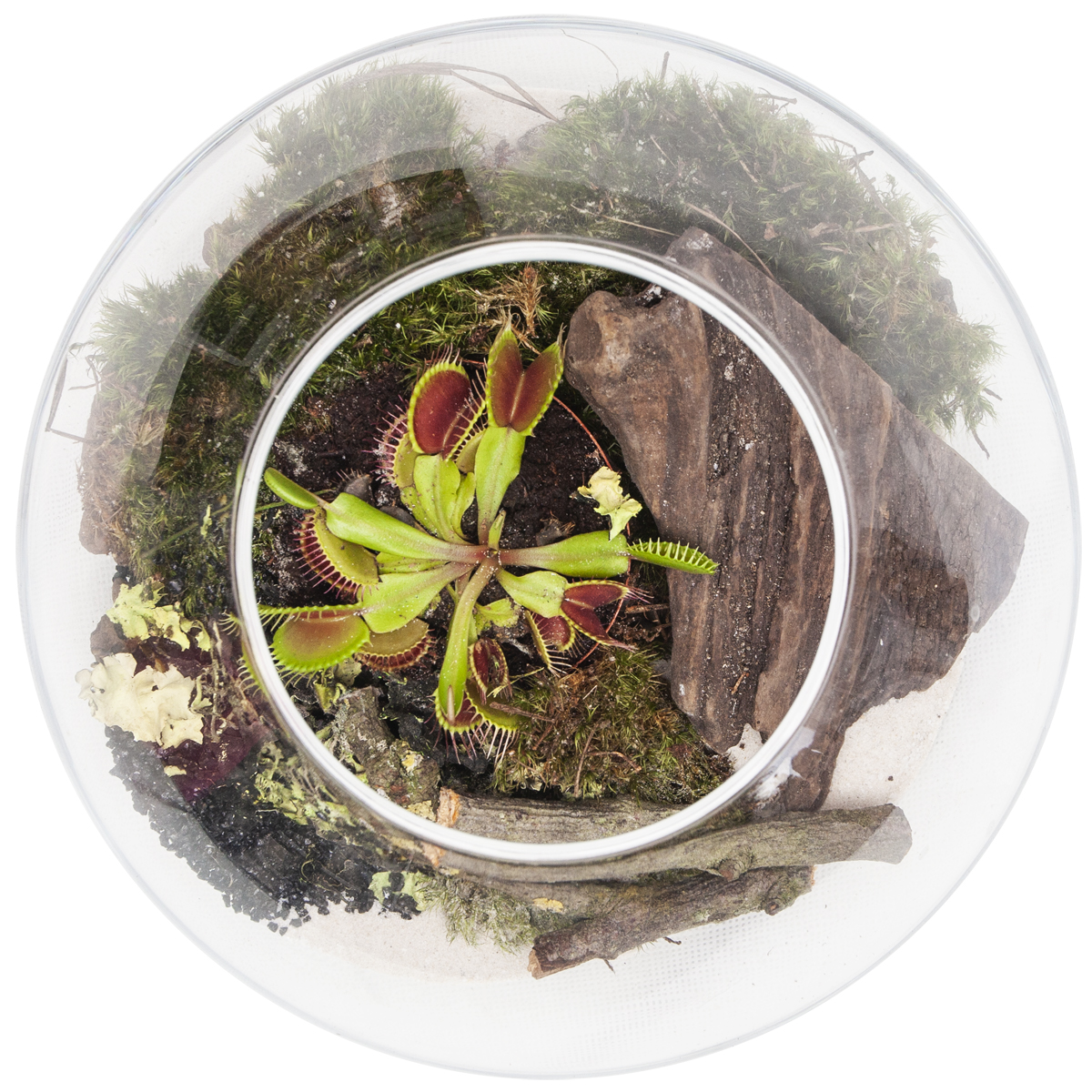 Las zamknięty w szkle