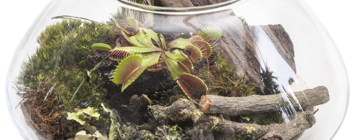 Las w słoiku – jak powinniśmy pielęgnować?