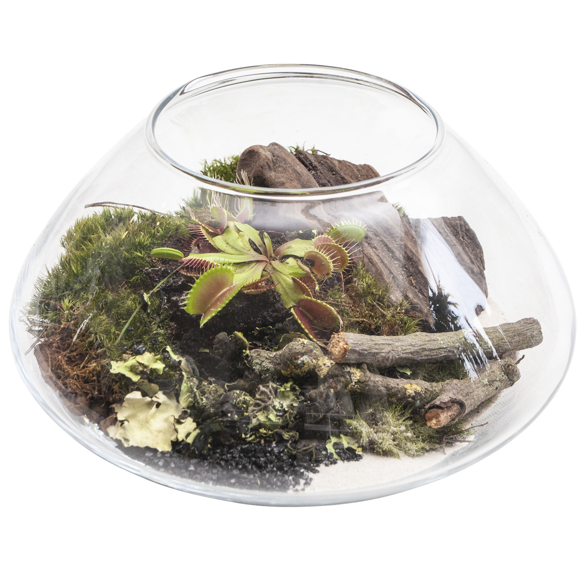 Las w słoiku – jak powinniśmy pielęgnować?