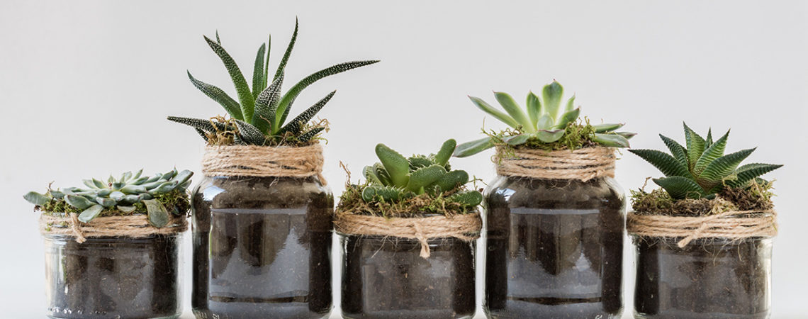 Dlaczego w mieszkaniu powinny być Sukulenty. Pomysły na ich wykorzystanie